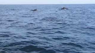 preview picture of video 'pilot whales near herring net'