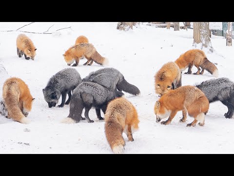 , title : '【Fox Village Japan winter🦊】Miyagi Zao Kitsunemura 🇯🇵 Travel Vlog'