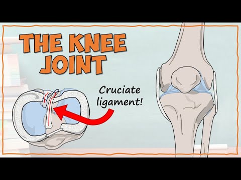 DETAILED Anatomy of the Knee Joint