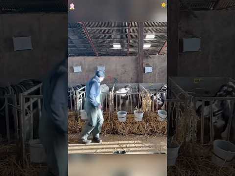 Happy cows on the farm#cow#funnycow#happycow#funnyanimals