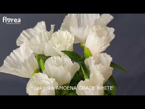 Lokanka AMOENA GRACE WHITE
