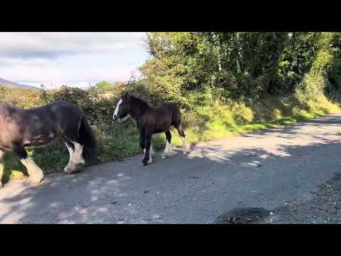 Bay Cob Colt Foal - Image 2