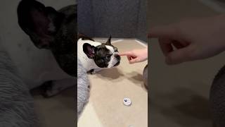 フレブル用の鼻クリーム購入したので女子力上げていくよ🐶✨