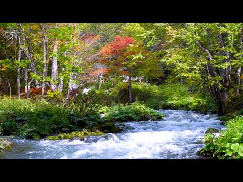 Akan Lake beautiful Autumn Stream 4k. Forest River Sounds, White Noise for Sleep, Study, Anxiety.