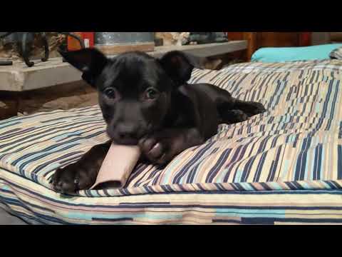 Pumpkin Pie, an adopted Labrador Retriever Mix in Palatine, IL_image-1