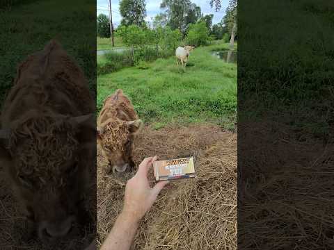 How to catch a felony: Brass Ammo Edition from fort Scott munitions. #arpistol #armorpiercing #brass