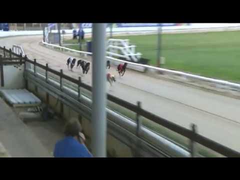 2019 CHAMPION STAKES - HEAT 2 - T1 NEWINN CRACKER