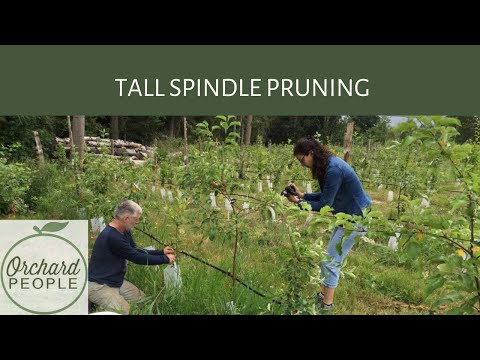 , title : 'Tall Spindle Training & Pruning for Apple Trees: Ideal for high density cider orchards'