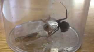 preview picture of video 'Black Widow Feeding On Crickets'