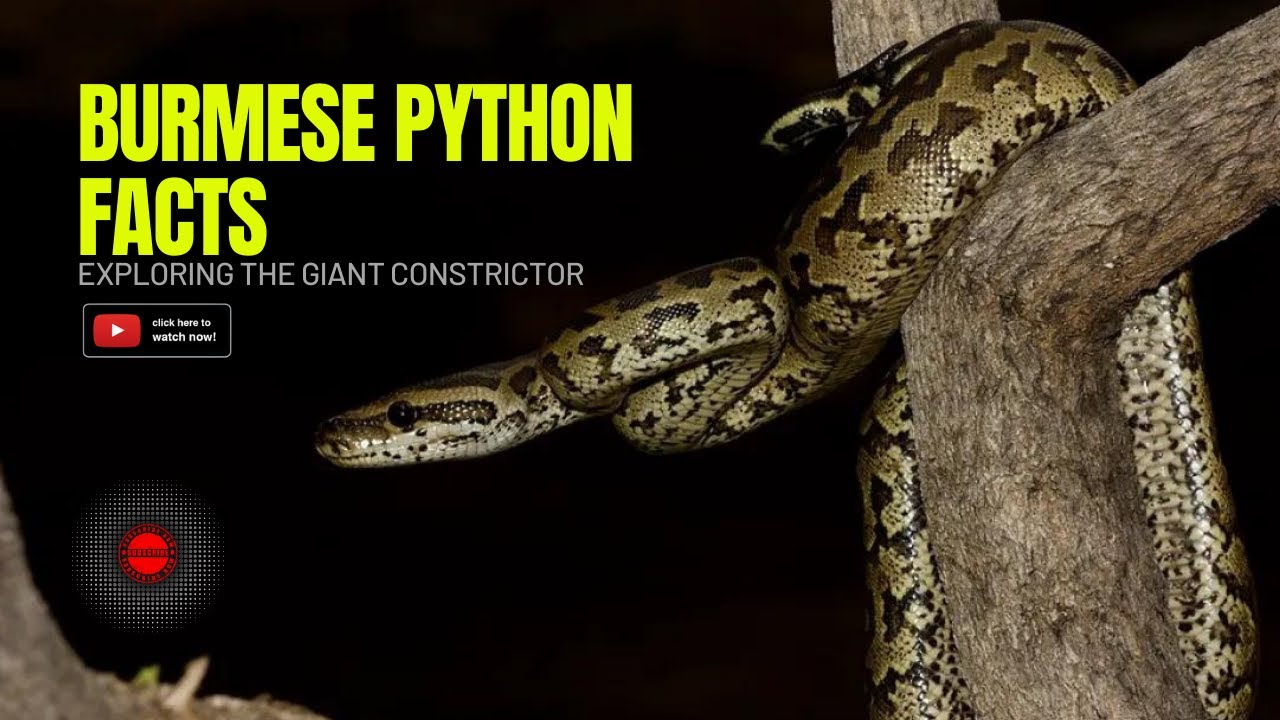 Burmese Python Facts: Exploring the Giant Constrictor