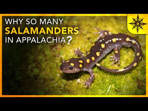 Why are there SO MANY Salamanders in Appalachia?