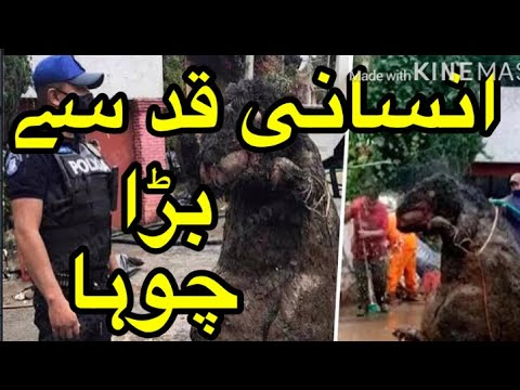 Biggest Giant Rat Found In Mexico