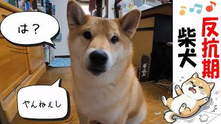 今日は反抗期の柴犬🐶 #犬のいる暮らし #shibainu