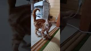 子猫を追いかけてみた #shorts