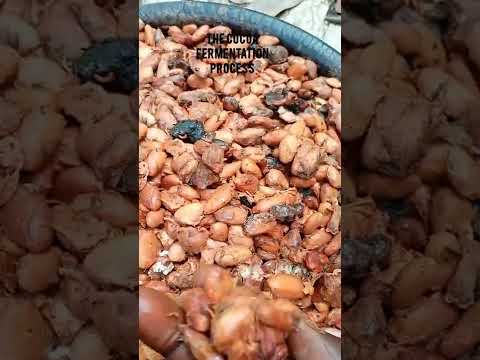 COCOA FERMENTATION PROCESS.