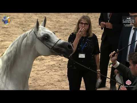 N 123 KABSZTAD   39th All Nations Cup   Aachen   Stallions 11+ Years Old Class 12