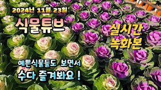 2024년 11월 23일  예쁜식물들 보면서 랜선으로 아이쇼핑하면서  수다즐겨봐요. #양재꽃시장 #식물튜브 …