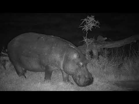 Djuma: Hippo with injured leg arrives for the night - 21:20 - 07/17/19
