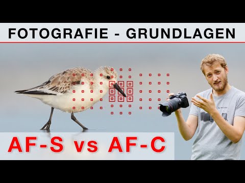 The right autofocus settings for sharp photos - Photography basics