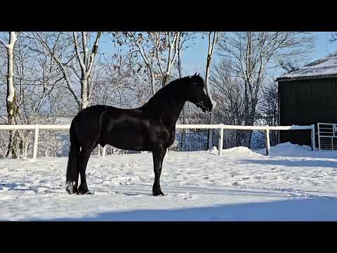 Stal Okkema's Hidzer *Sport* - Markus x Tsjerk - Ster gelding - 2018 - 1.68m