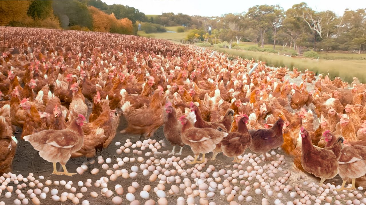 A INCRÍVEL CRIAÇÃO DE MILHÕES DE GALINHAS SOLTAS