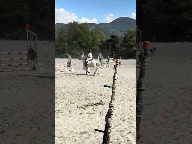 Gelding French Saddle Pony For sale 2017 Palomino