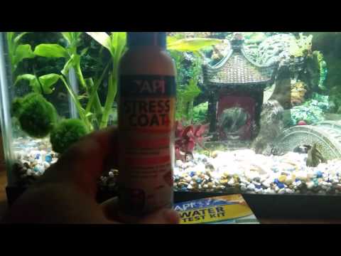 BETTA FISH Tank cleaning and tips!