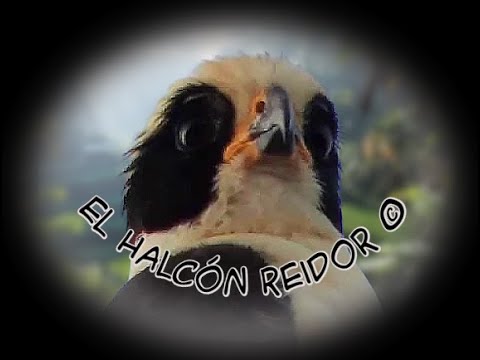 🕊️ Canto del Halcón Reidor 🕊️