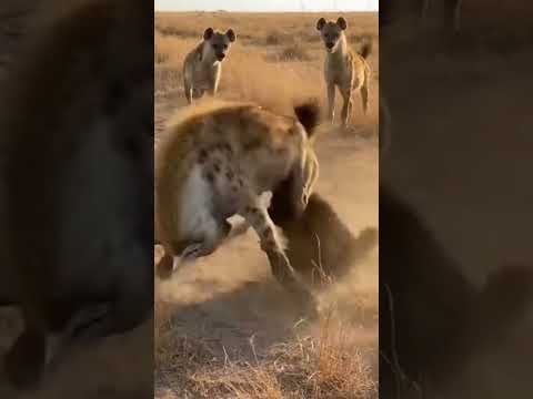 This Hyena Chose the Wrong Enemy  (Made With Ai)