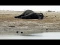 Zimbabwe Puts Its Wild Animals Up For Sale