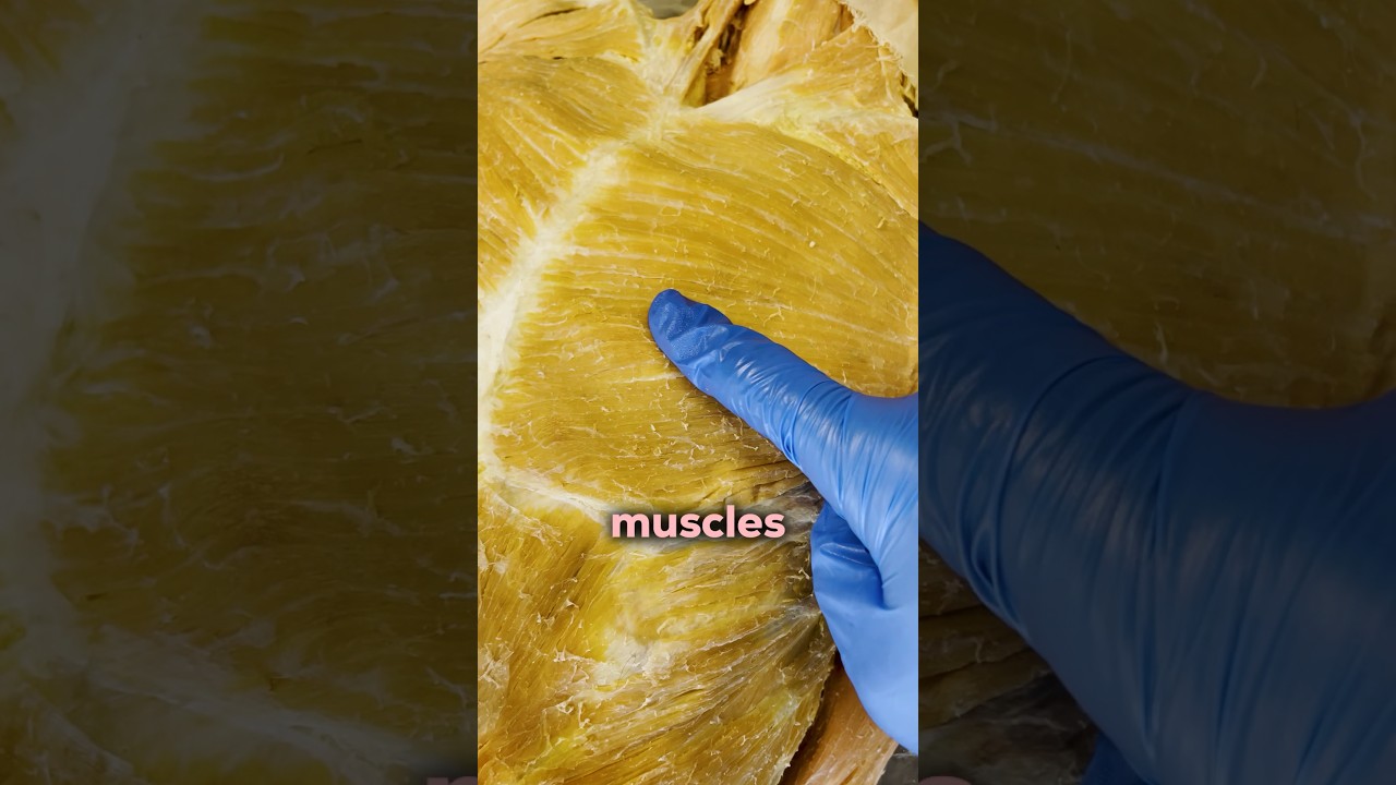 You Have Different Kinds of Muscle in Your Body