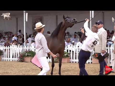 N.42 WHY NOT DA - Menton 2019