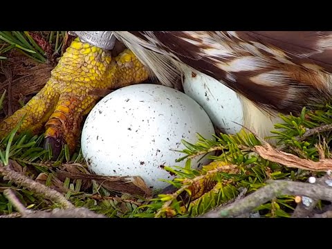 Red-tailed Hawks | Big Red Lays Second Egg | March 17, 22