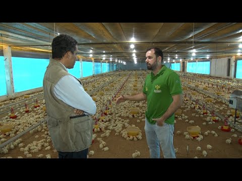 Propriedade em Angical produz frango de corte e gado Nelore com sistema de qualidade 03 12 2022