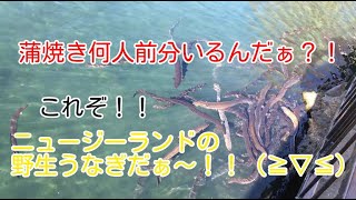 ウナギが大量発生中!ニュージーランド(オークランド/ウエスタンスプリングス)では野生のうなぎが手の届く近さで見る事が出来ます( ̄▽ ̄)