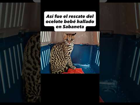 🐅 Rescate de felino en Sabaneta