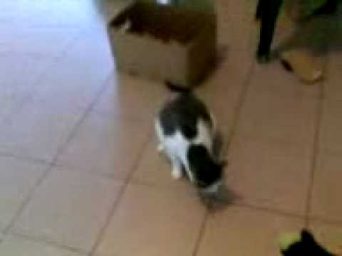 Dicky sitting on eggs