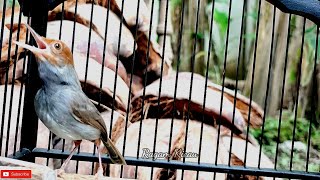 Download lagu prenjak gacor mental baja‼️Ragam Kicau mp3