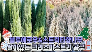 인기절정 침엽수 블루에로우&스트릭타 향나무!! 살아있는 크리스마스 트리로 함께 키워요!!