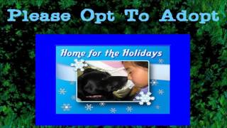 Home for the Holidays