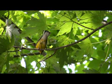 Prothonotary Warbler at Skokie Lagoons