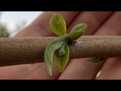 Atemoya Pruning Update 2/2022: Flowering After One Month!!!