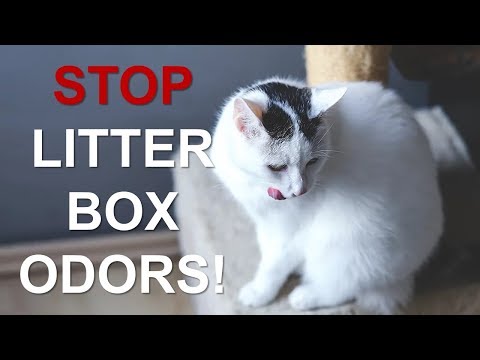 How To Keep Your Litter Box From Stinking Up Your House!! |Control Litter Box Odors