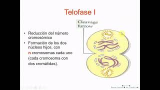 Genética T2B: Meiosis - Biología Celular y Tisular