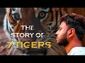 THE STORY OF 7 TIGERS SANJAY DUBRI TIGER RESERVE PENCH TIGER RESERVE STORY OF MAUSI MAA