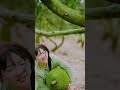 Beautiful Nature With Rural Life P80 Rural Fruit