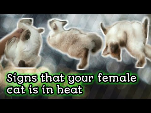 signs that your female cat is in heat