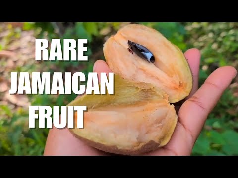 We Found the Rare Sandberry Fruit in Jamaica! 🌴🍒