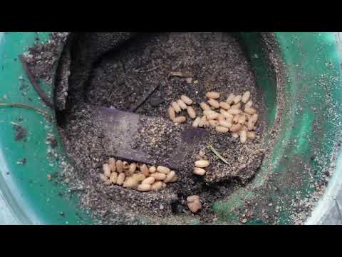 Surprise in Termite Bait Station in Freehold, NJ