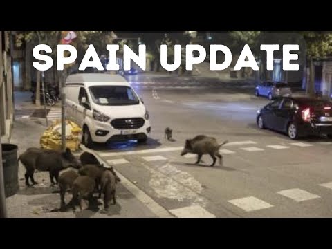 Emergency in Barcelona: Wild Boar Virus Forces Military Intervention - Spain News